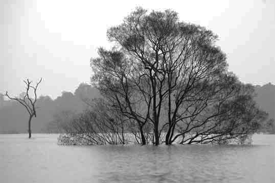 laolaketree